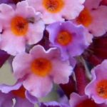 7 immergrüne Sommerflieder