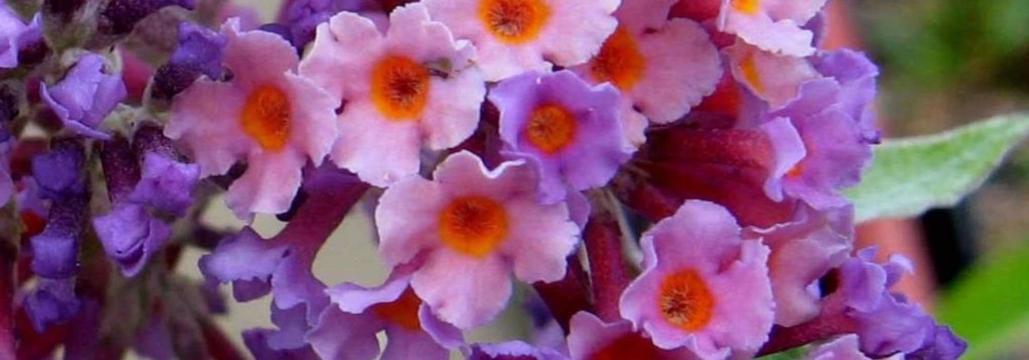 7 immergrüne Sommerflieder