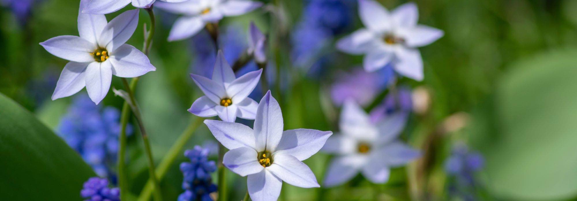 Frühlingszwiebeln zum Verwildern: Natur walten lassen!