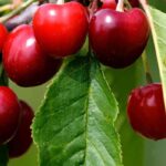 Warum trägt mein Kirschbaum keine Früchte?