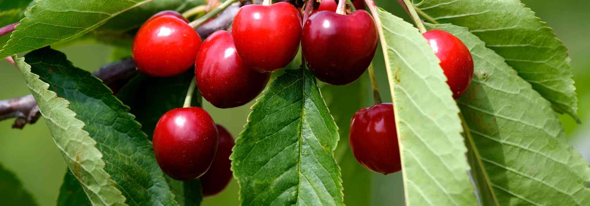 Warum trägt mein Kirschbaum keine Früchte?