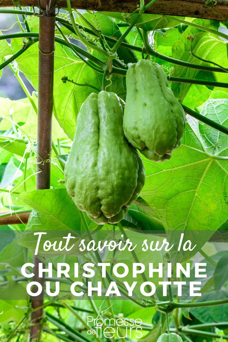 Chayote (deutsche Bezeichnung für Christophine)
