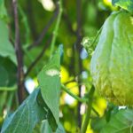 Die Christophine oder Chayote: Pflanzen, Pflegen und Ernten
