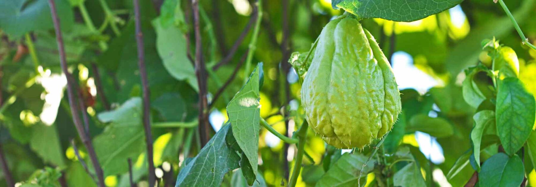 Die Christophine oder Chayote: Pflanzen, Pflegen und Ernten
