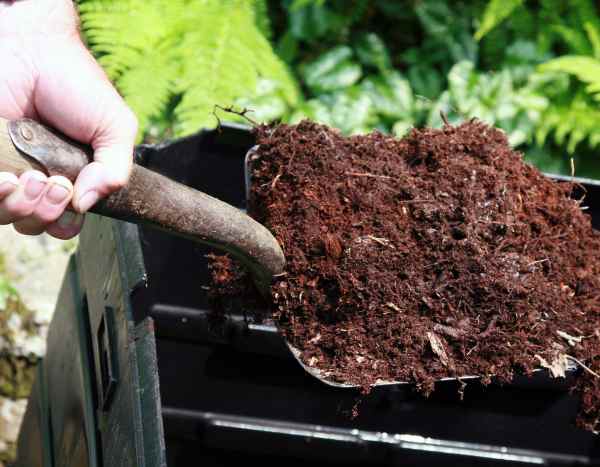 Kompost: Wo und wie richtig im Garten einsetzen?