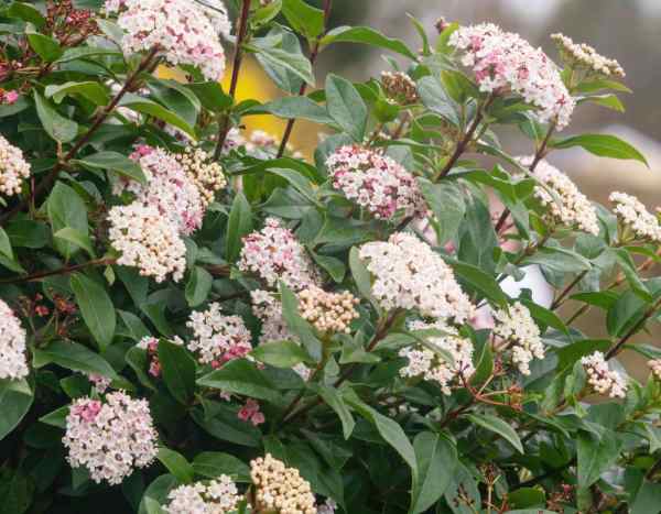 Viburnum tinus als Hecke pflanzen?