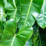 Philodendron im Haus kultivieren