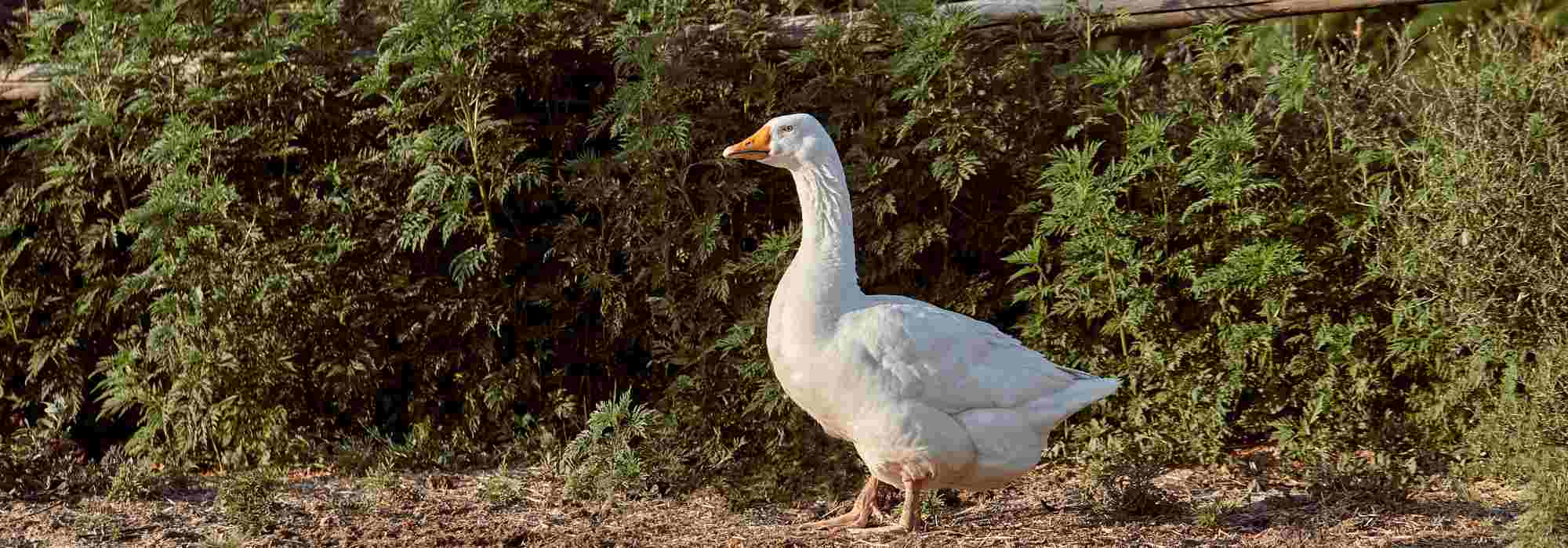 Gänsehaltung im Garten: kompletter Ratgeber