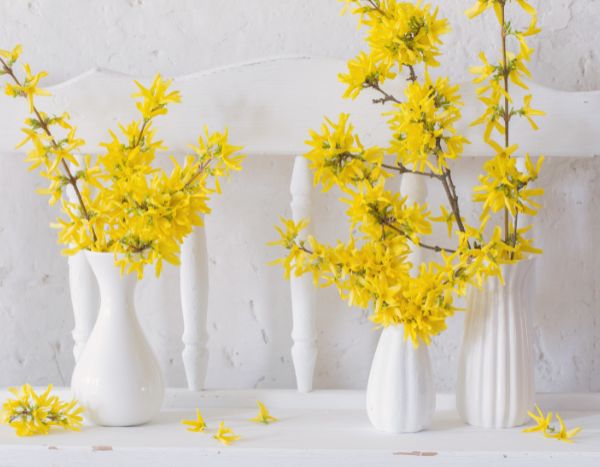 Forsythienzweige für farbenfrohe Blütenzweige treiben?