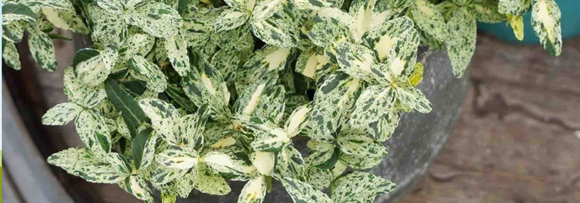 7 außergewöhnliche Pfaffenhütchen mit panaschiertem Laub