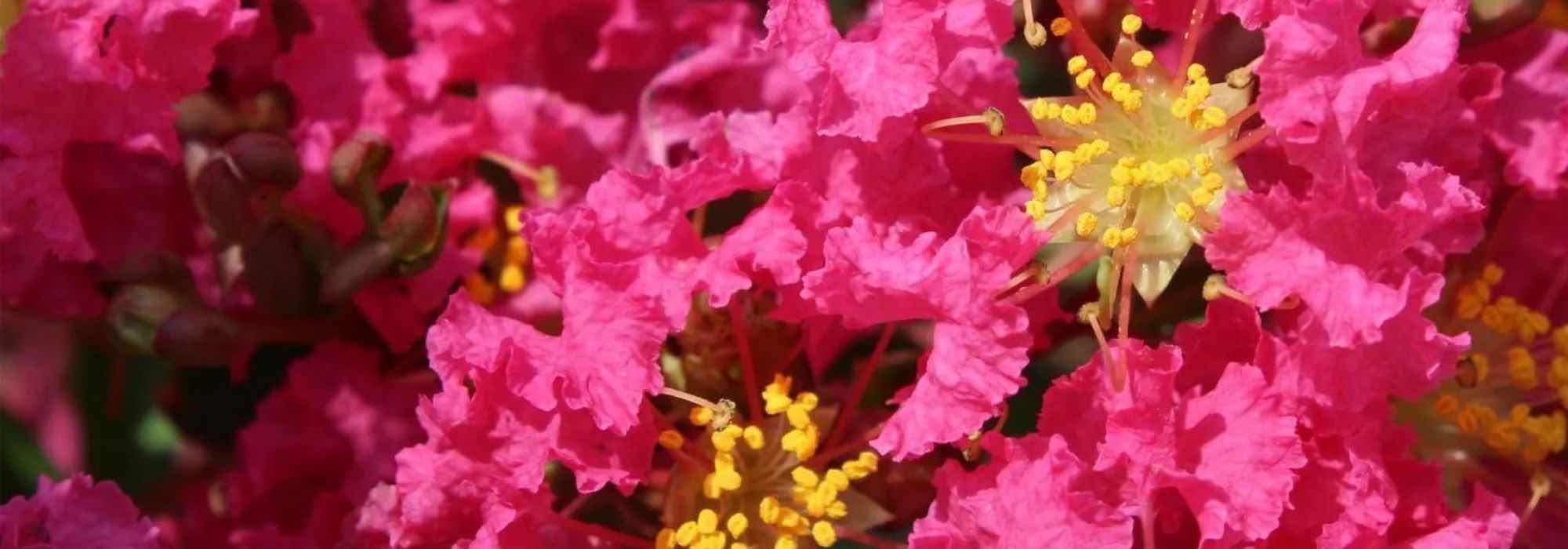 Kräuselmyrte, Chinesische Kräuselmyrte: 7 rosa blühende Sorten