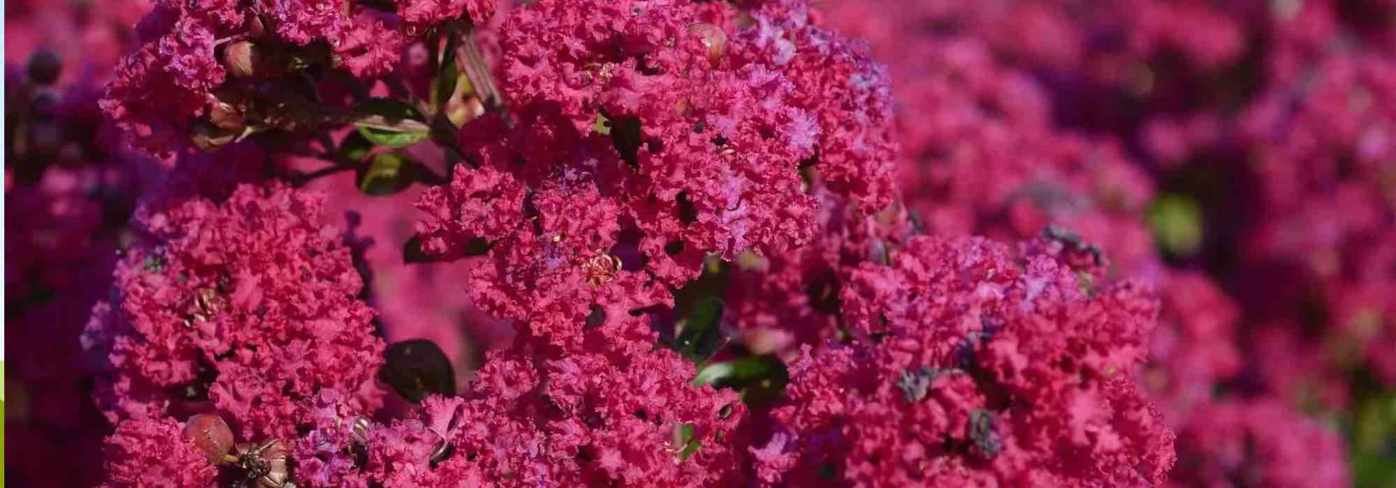 Chinesische Kräuselmyrte, Kräuselmyrte: 7 winterharte Sorten fürs Blütenbeet