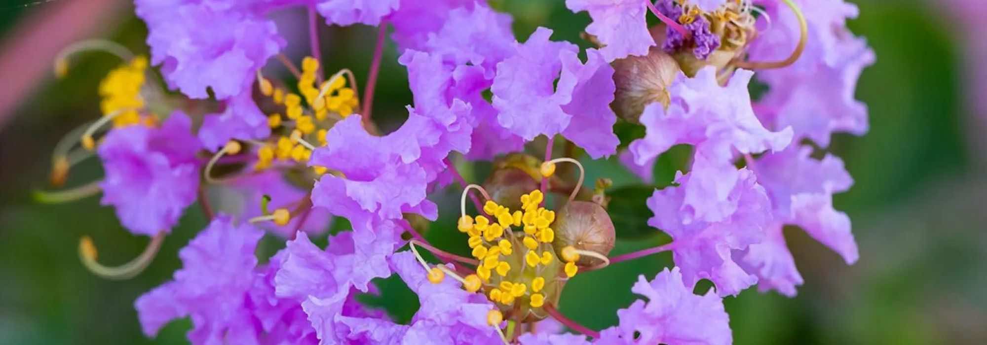 Lagerstroemia, Chinesische Kräuselmyrte: 7 Sorten