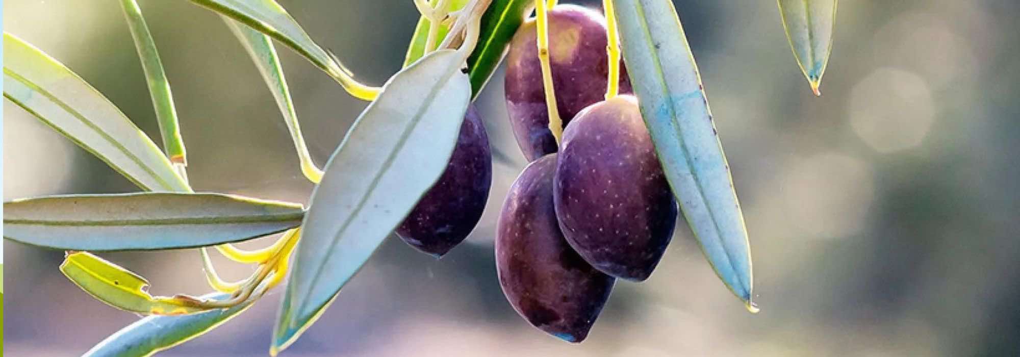 Ölbaum kaufen: Der Ratgeber
