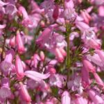 Penstemon im Topf kultivieren
