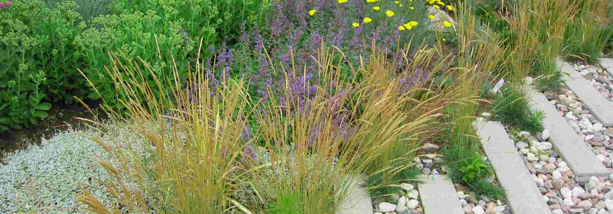 15 Pionierpflanzen für einen klimafesten Garten