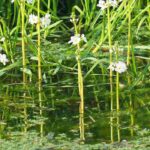 Teich oder Becken: Kraft sauerstoffspendender Pflanzen