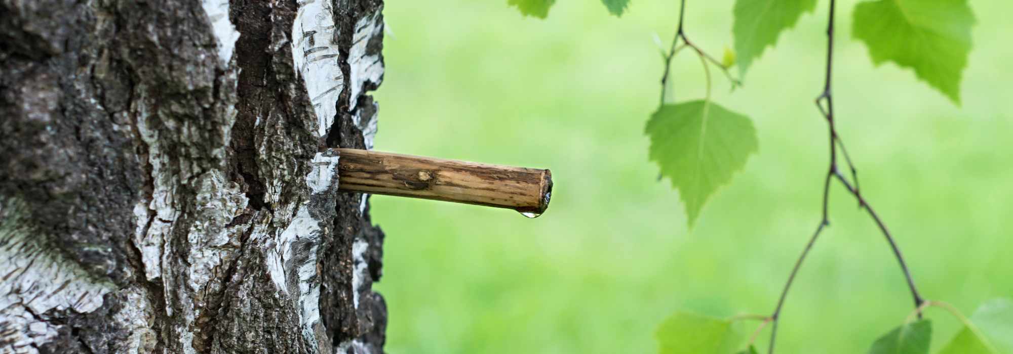 Pflanzensaft von Bäumen ernten und verzehren: Tipps