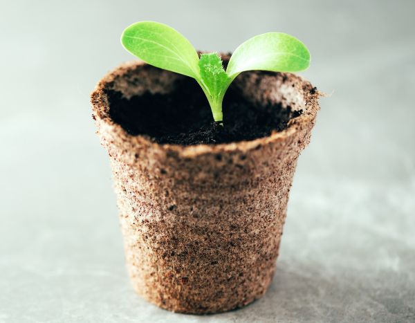Biologisch abbaubare Töpfe für die Aussaat richtig nutzen?