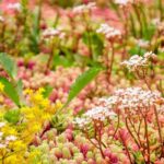 Gründach, Blaudach: Vorteile ökologischer Dächer