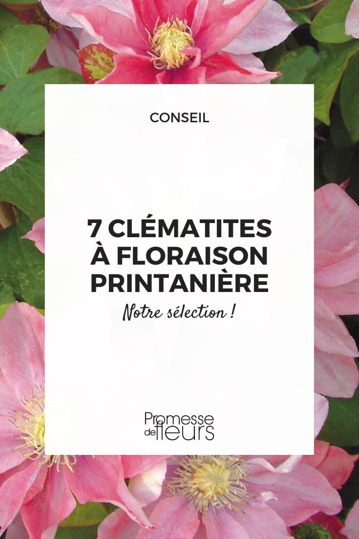 Clematis – Clematis 'Little Mermaid'