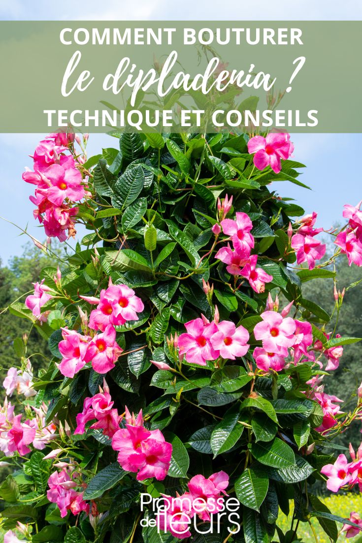 Stecklingsvermehrung von Dipladenia (Mandevilla)