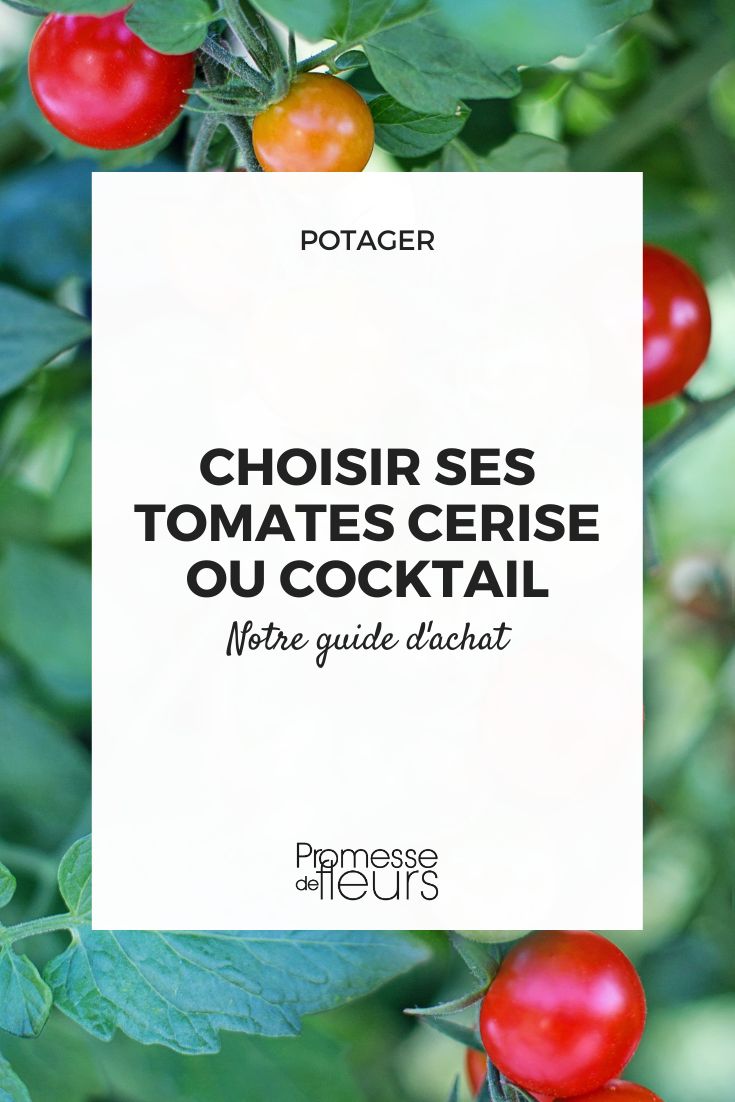 Kirsch- oder Cocktail-Tomatenpflanzen