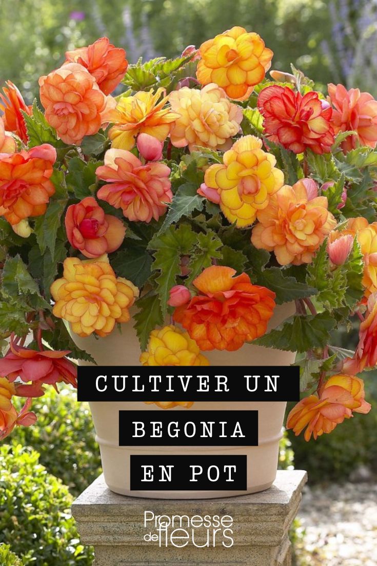 Begonie Golden Balcony