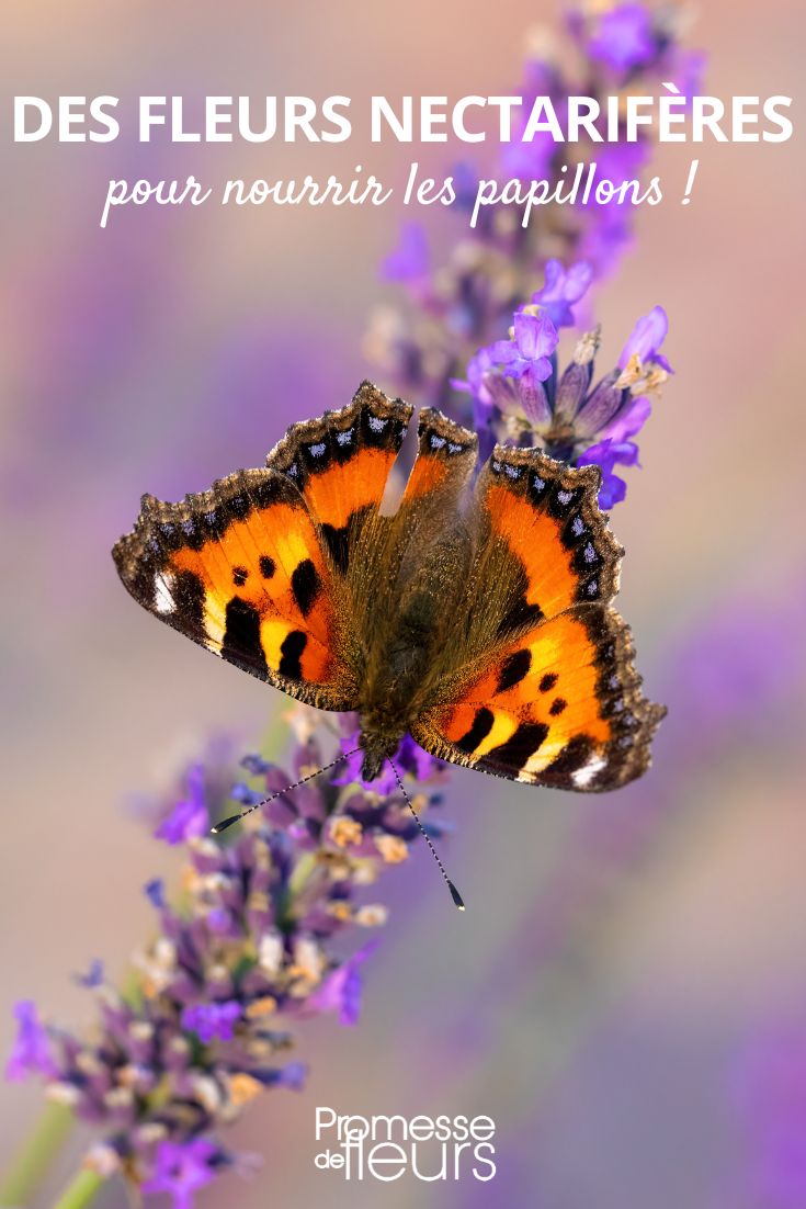 Die Lieblingsblumen der Schmetterlinge