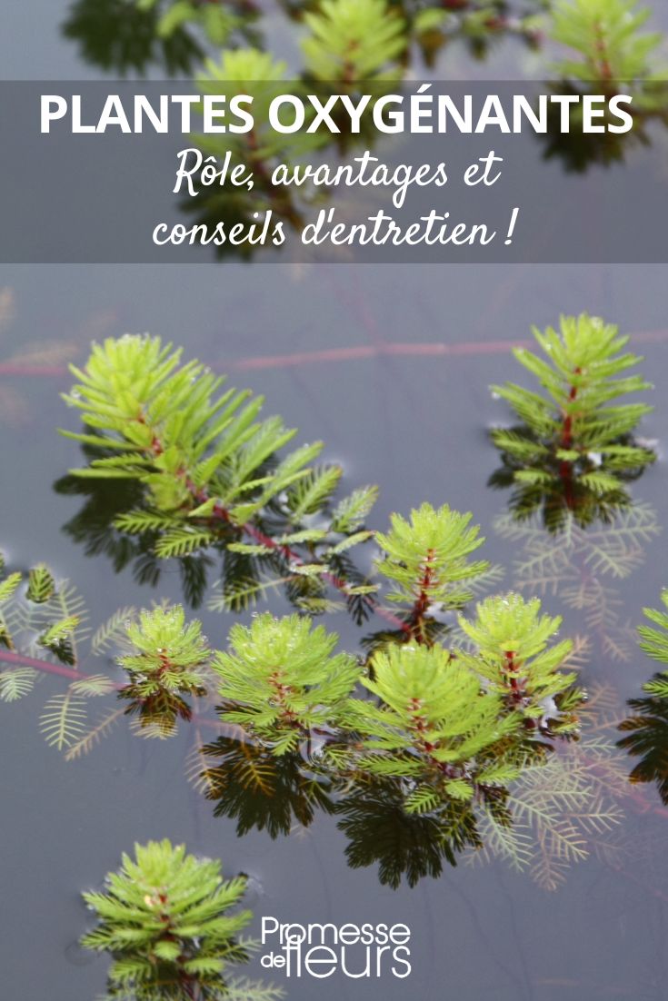 Myriophyllum spicatum (Ähriges Tausendblatt)