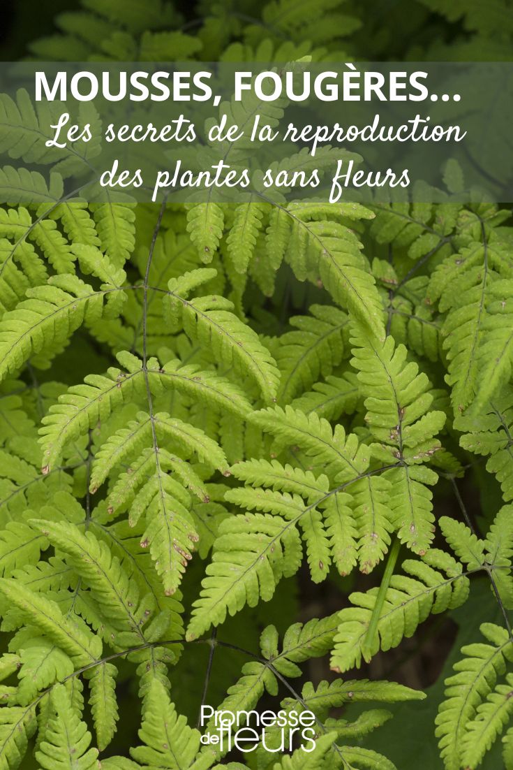 Gymnocarpium dryopteris / Eichenfarn