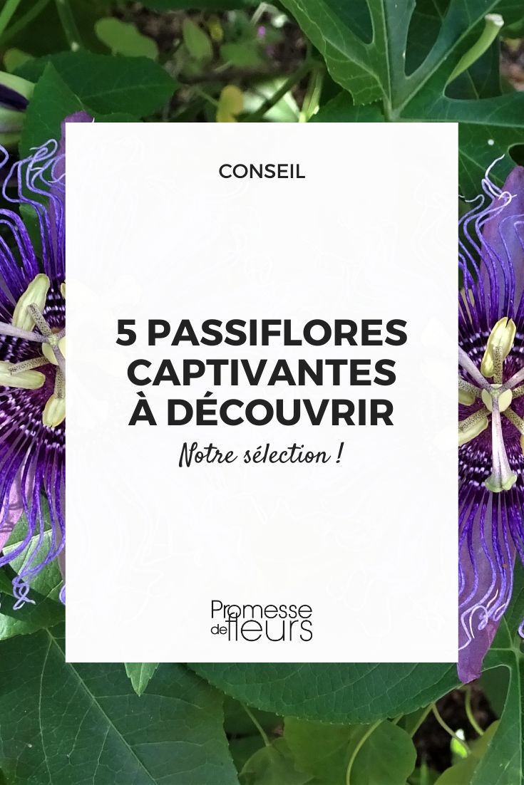 Passionsblume 'Incense'