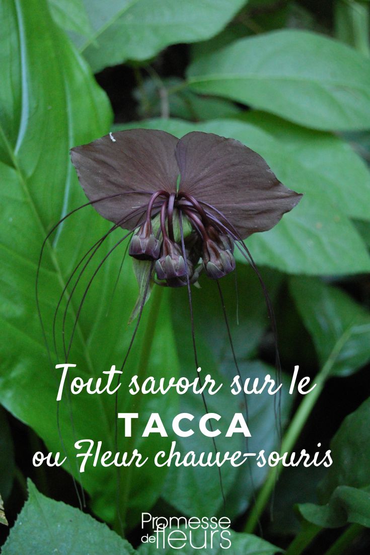 TACCA (deutsche Übersetzung) Fledermausblume