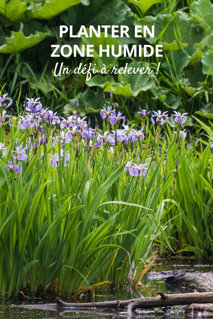 Iris und Feuchtgebiet