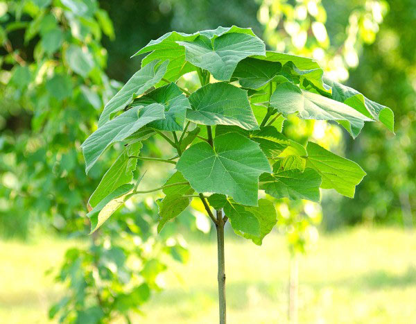 Blauglockenbaum pflanzen?