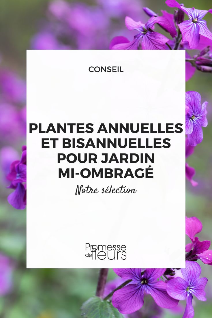 Lunaria annua (Einjähriges Silberblatt)