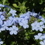 Kap-Bleiwurz - Plumbago: Pflege und Anbau
