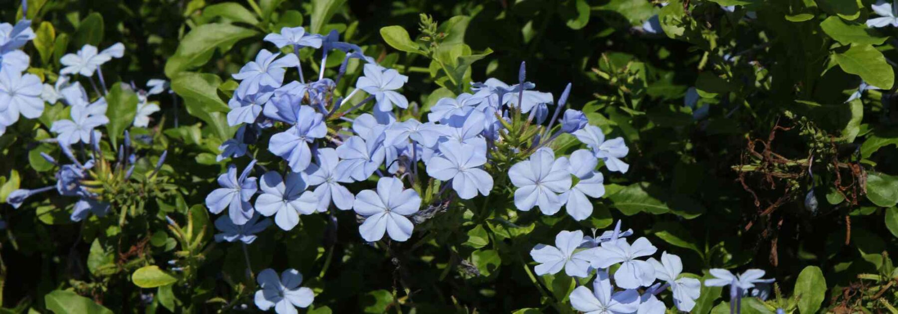 Kap-Bleiwurz - Plumbago: Pflege und Anbau
