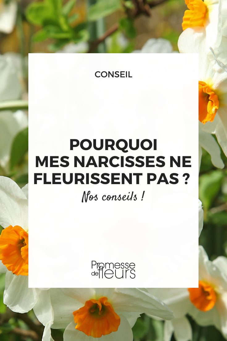 Narzisse