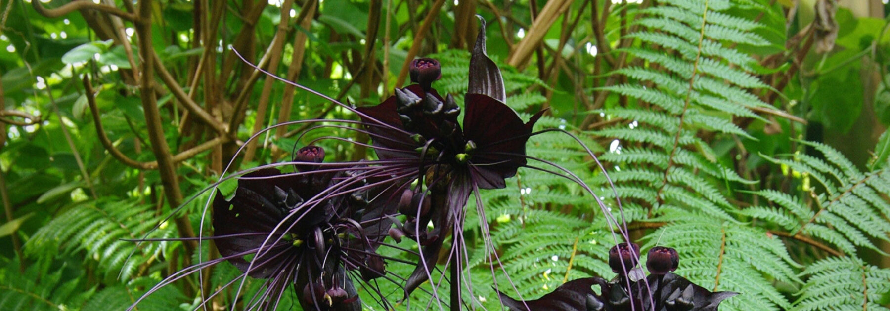 Tacca: Pflanzung, Pflege und Kultivierung