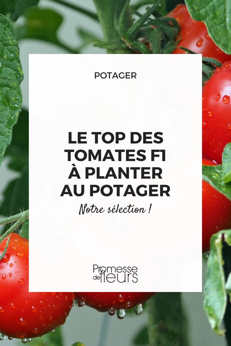 Tomate