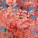 Toona sinensis oder Chinesischer Mahagoni: Pflanzen und Pflegen