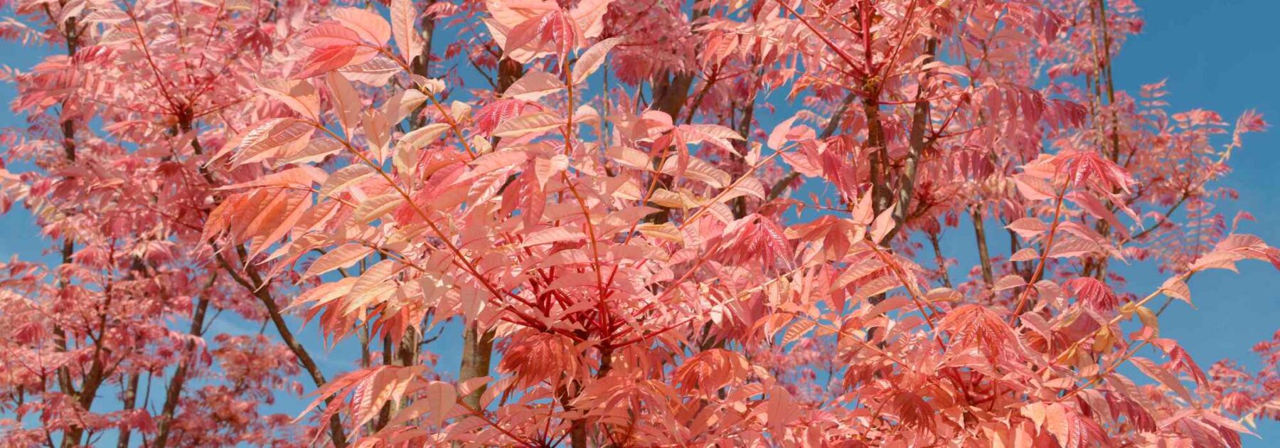 Toona sinensis oder Chinesischer Mahagoni: Pflanzen und Pflegen