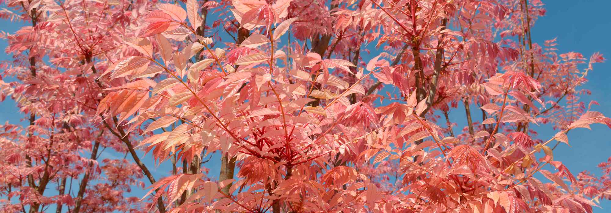 Toona sinensis pflanzen & kultivieren
