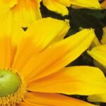 7 gelb blühende Einjährige für den Garten