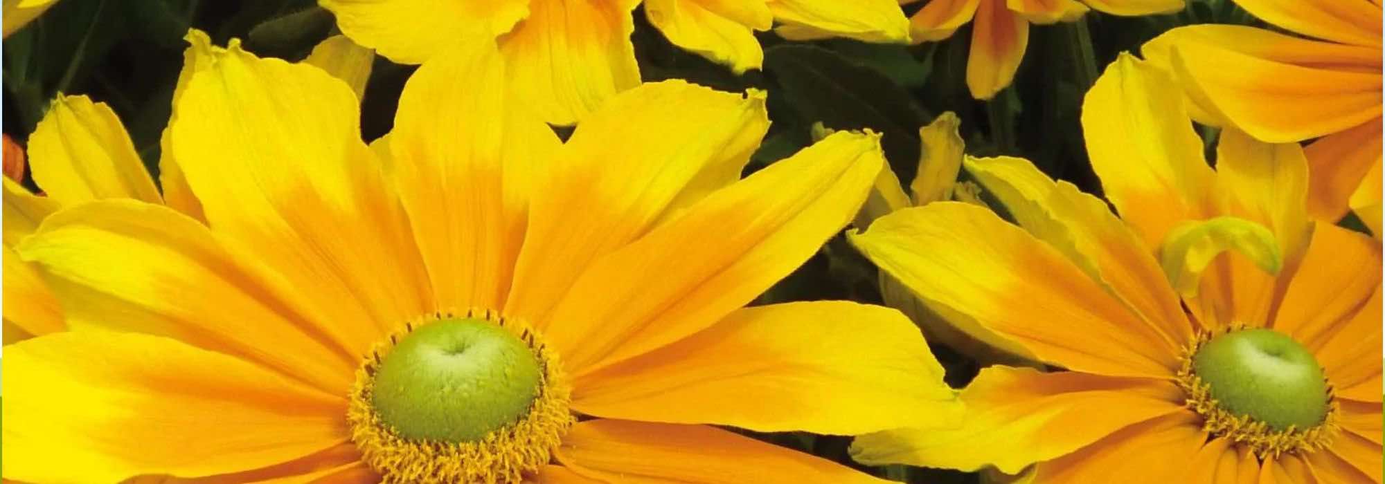 7 gelb blühende Einjährige für den Garten
