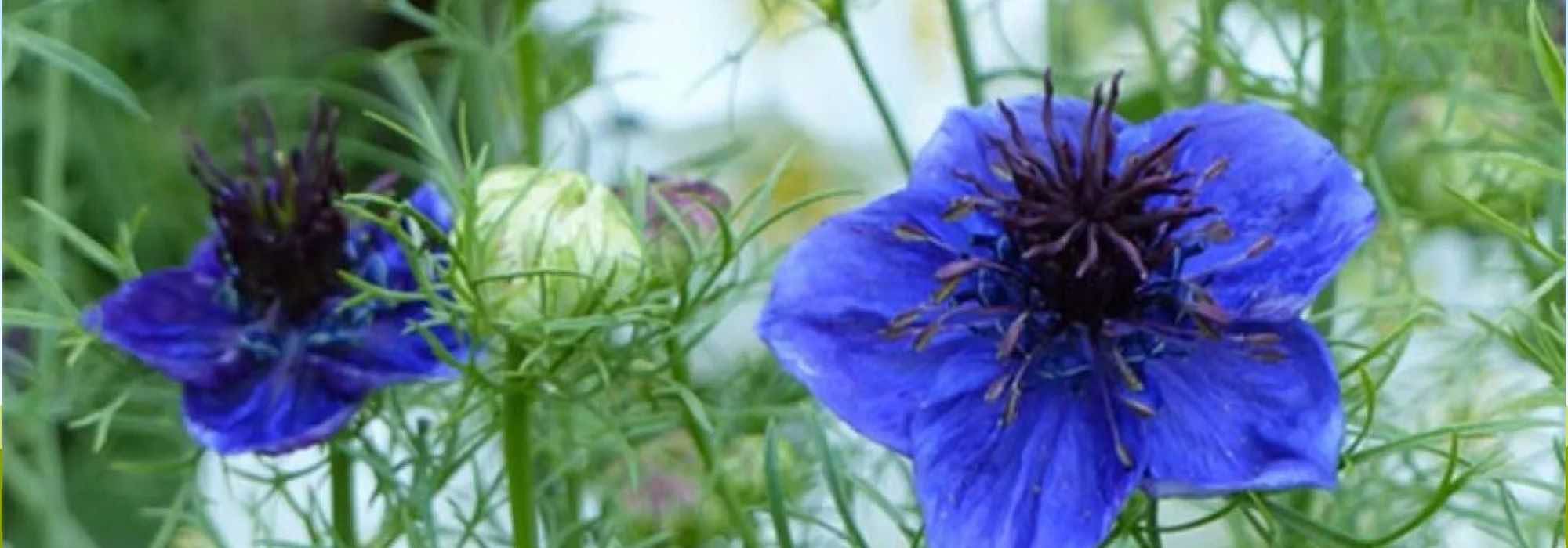 5 einjährige Pflanzen für einen blühenden Frühlingsgarten