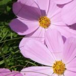 Rosa blühende Einjährige: zart und frisch im Garten!