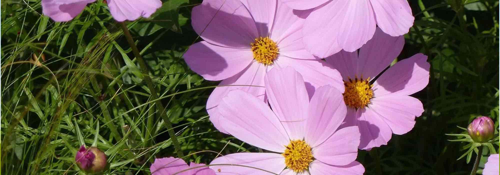 Rosa blühende Einjährige: zart und frisch im Garten!