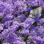 5 schöne Pflanzpartner für den Blauglockenbaum